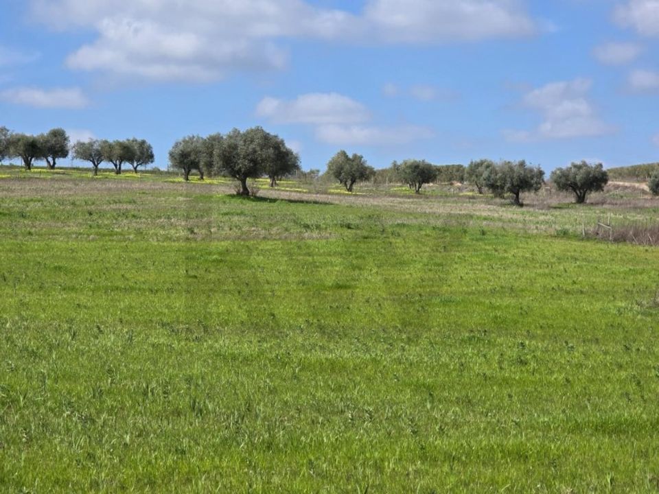 Helårsgrund i Vidigueira, Beja - foto 4
