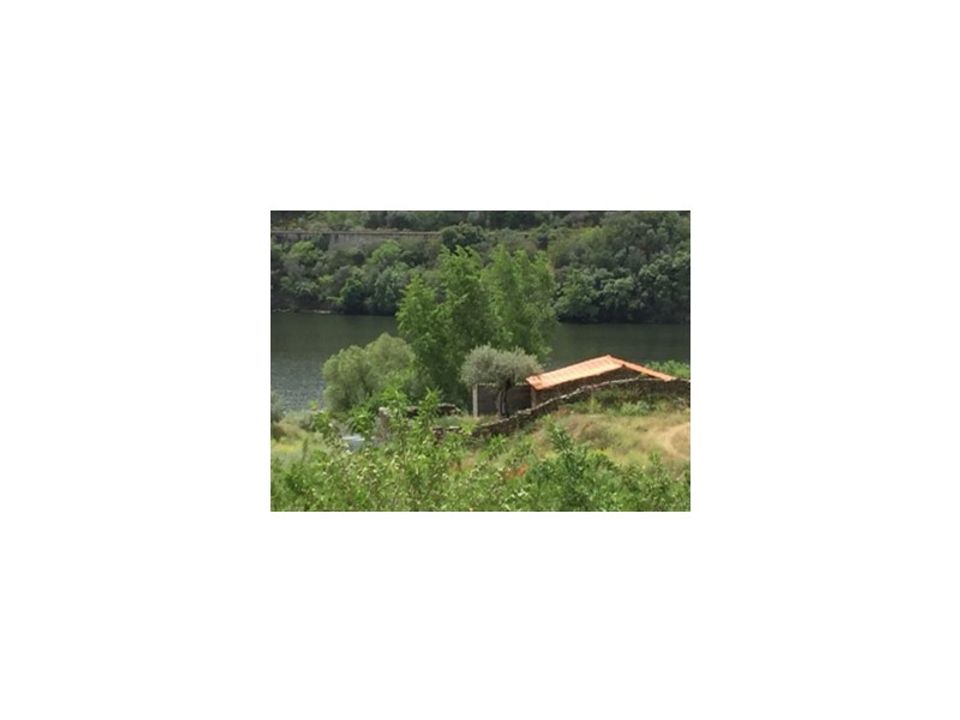 Farm i Torre de Moncorvo, Braganca - foto 2