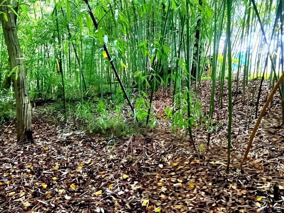 Tomt i Lescure-d'Albigeois, Tarn - bilde 5