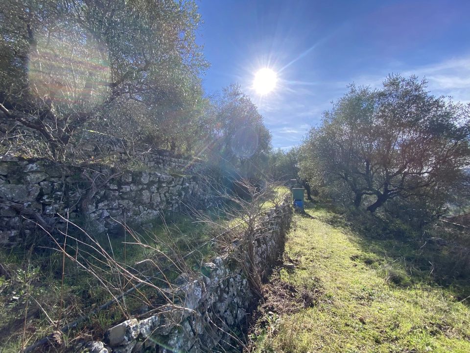Terra a Drap, Alpes-Maritimes - foto 1