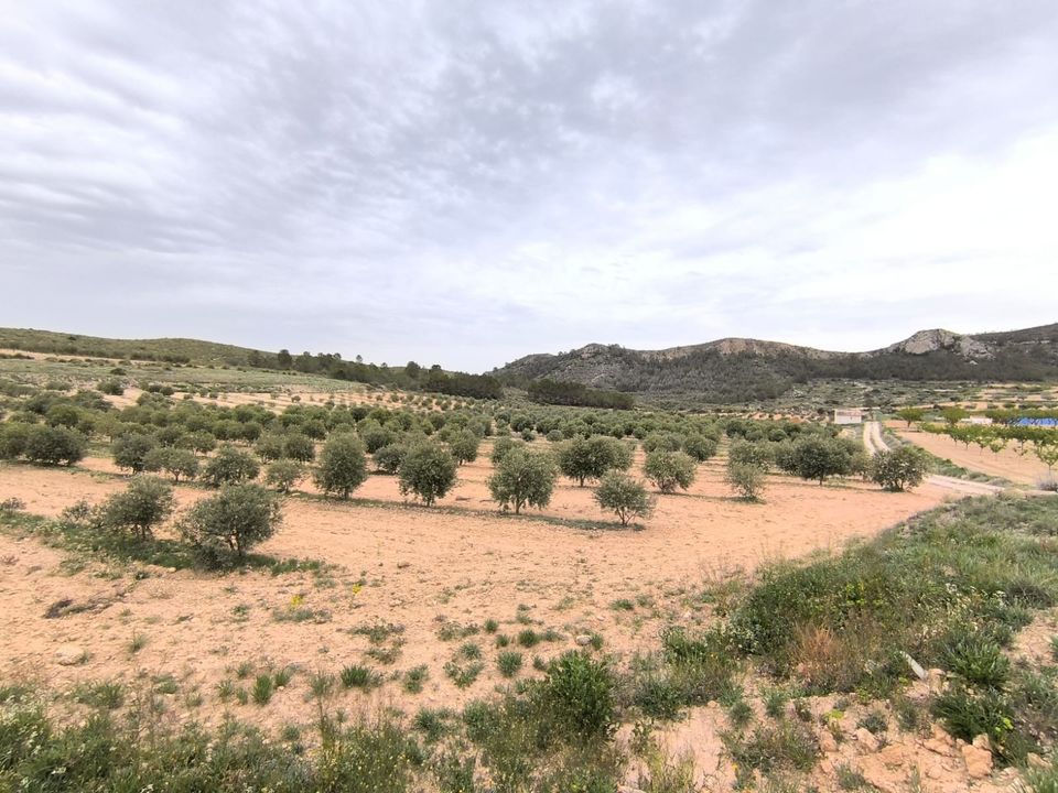 Landejendom i Jumilla, Murcia - foto 3