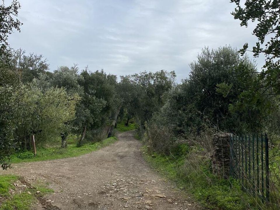 Helårsgrund i Sao Bras de Alportel, Faro - foto 5