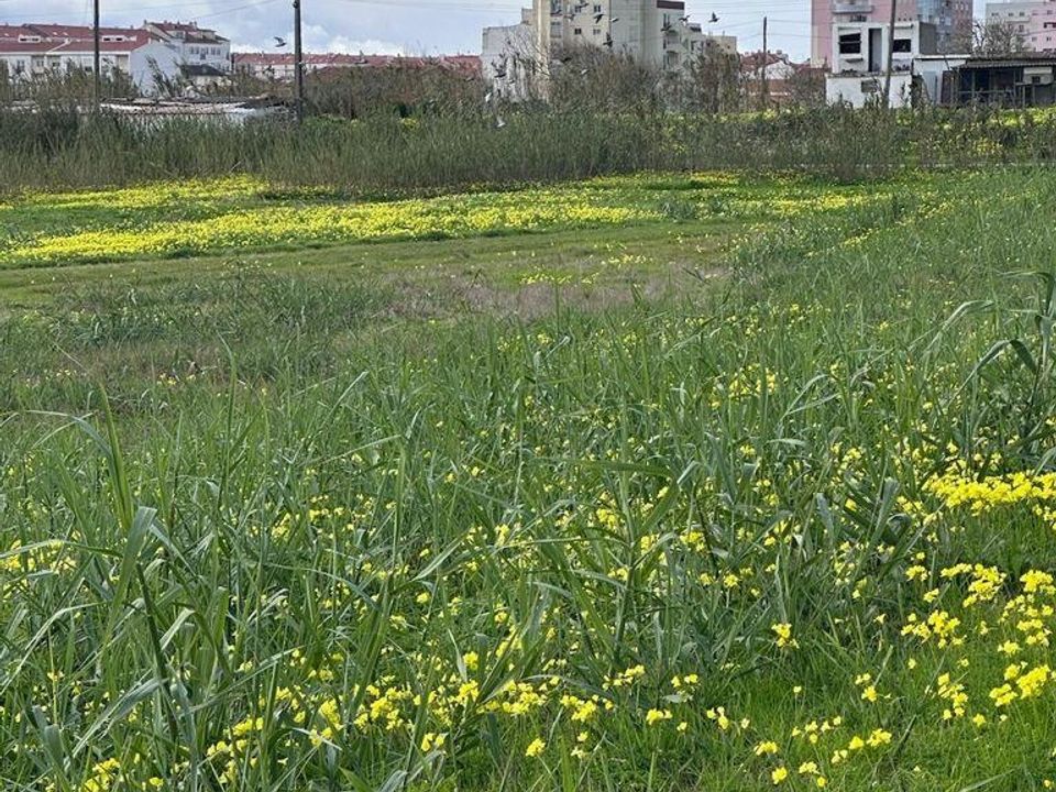 Helårsgrund i Peniche, Leiria - foto 5