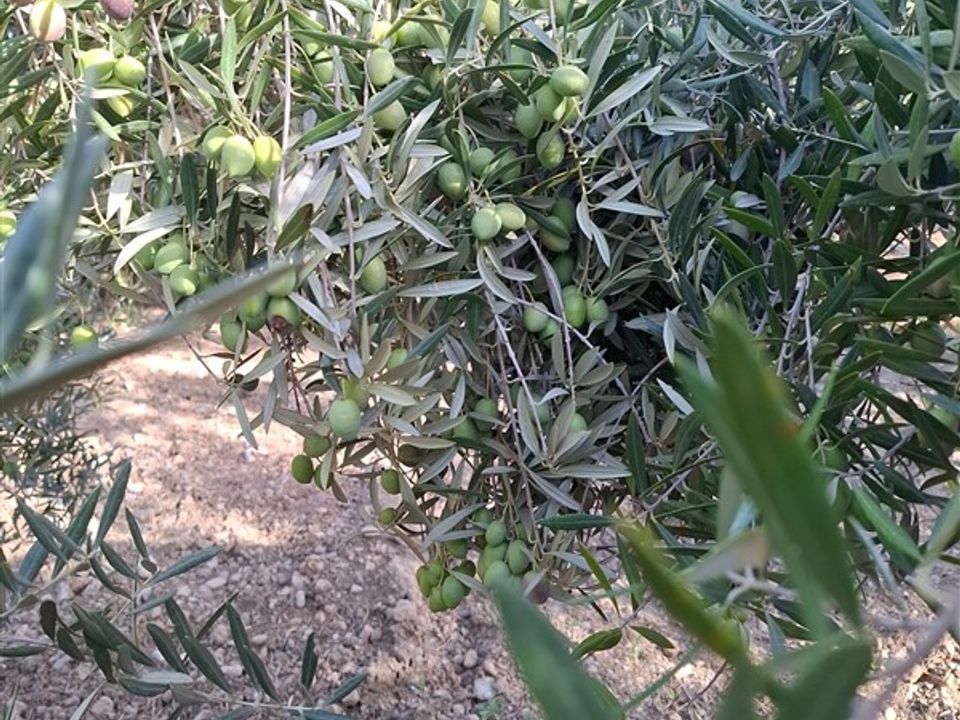 Finca i La Peza, Granada - foto 2