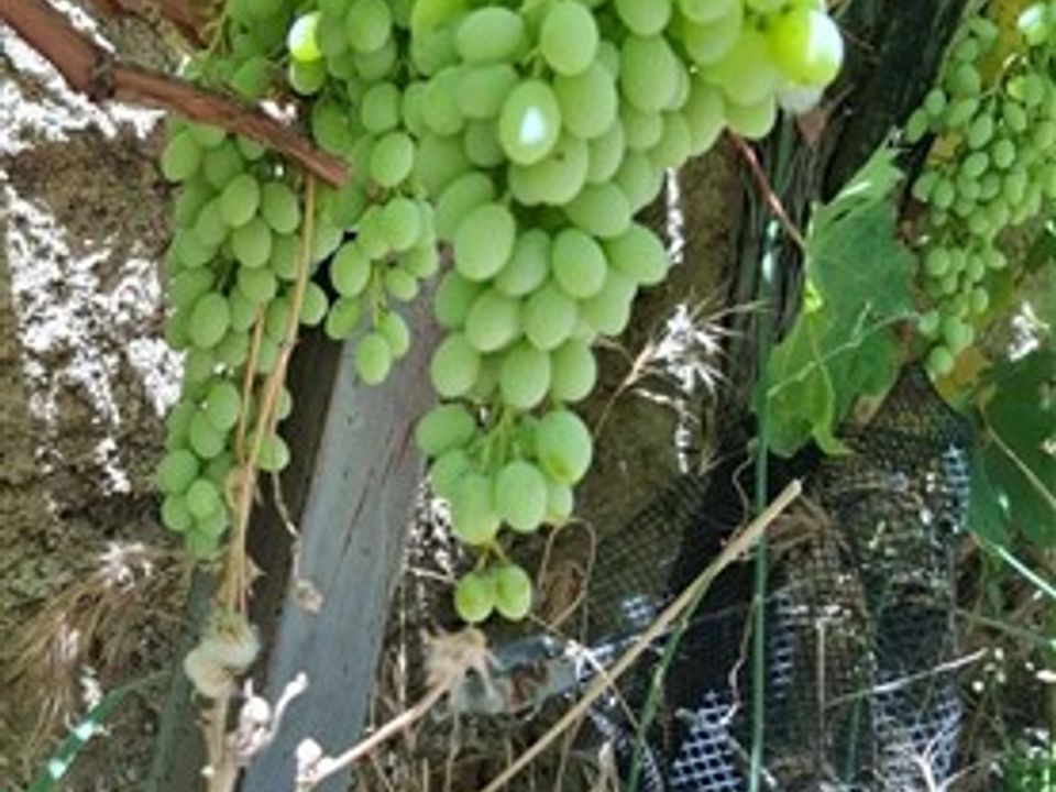 Finca i La Peza, Granada - foto 4