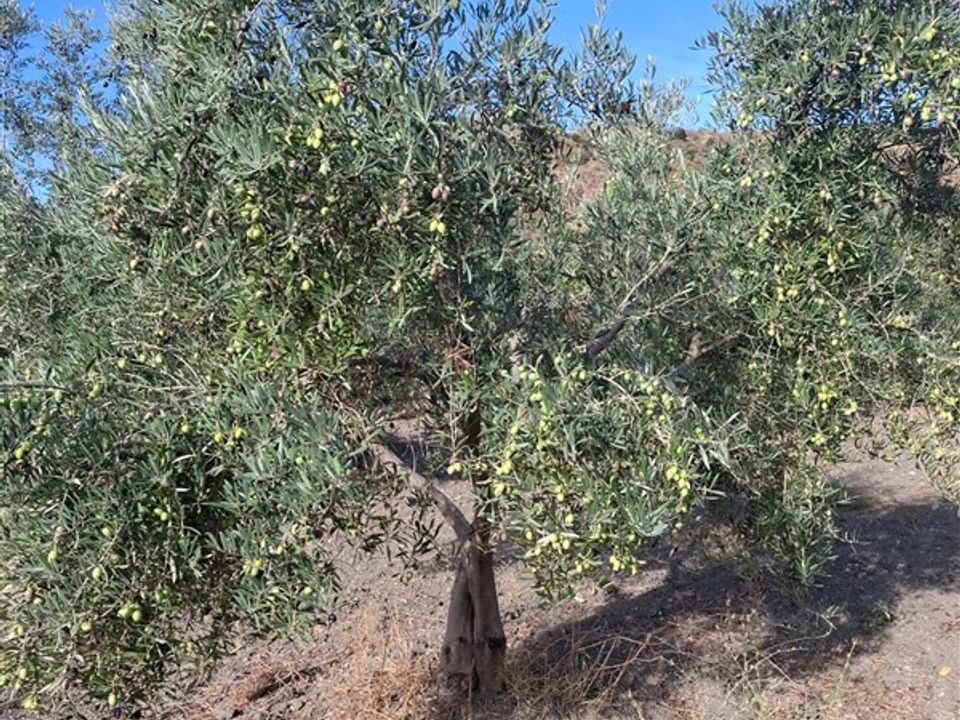 Finca i La Peza, Granada - foto 5