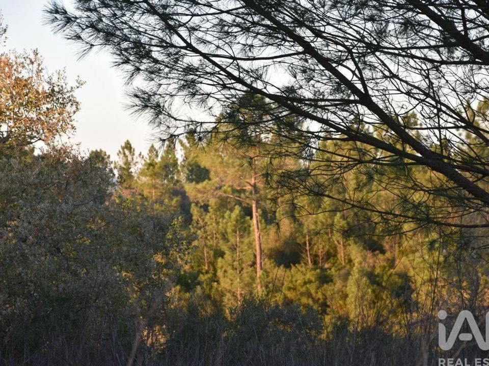 Helårsgrund i Ferreira do Zezere, Santarem - foto 4