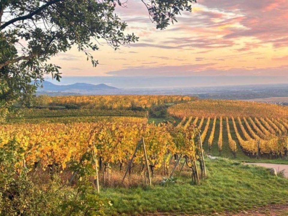 Helårsgrund i Wintzenheim, Haut-Rhin - foto 2