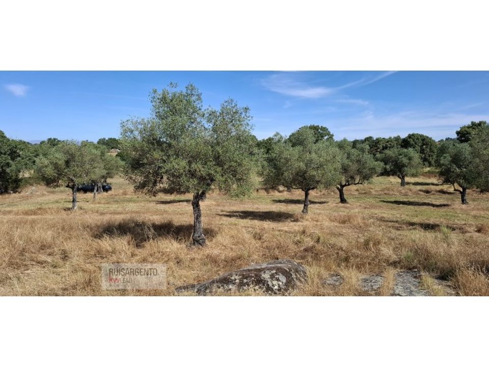 Helårsgrund i Aranhas, Castelo Branco - foto 3
