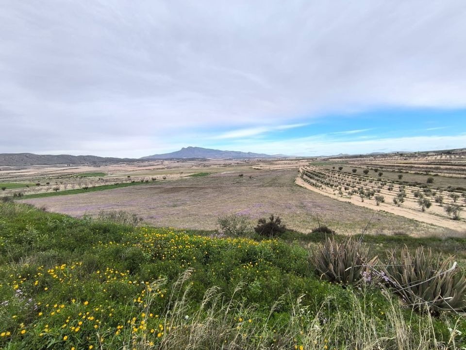 Landejendom i La Zarza, Murcia - foto 5