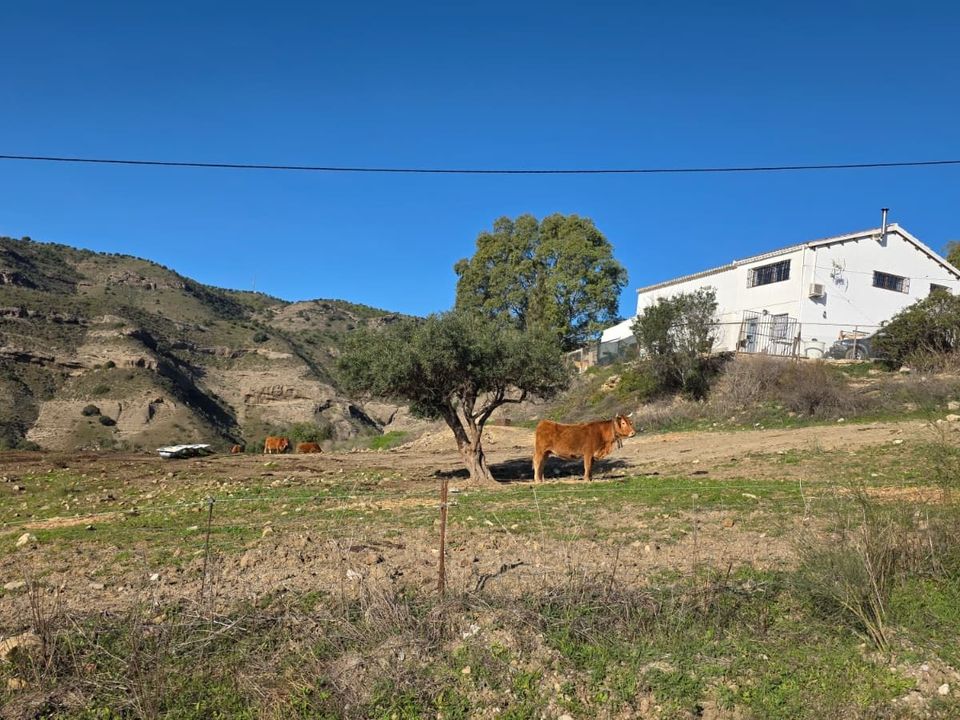 Landejendom i Pizarra, Malaga - foto 2