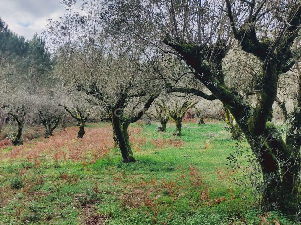 Helårsgrund i Parceiros e Azoia, Leiria - foto 3