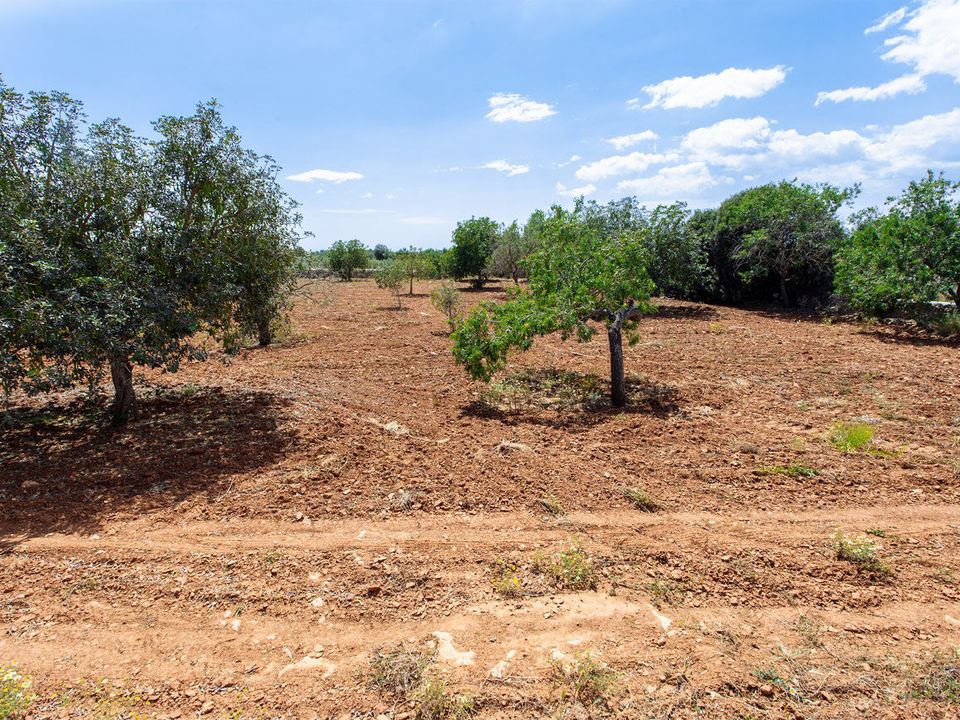 Helårsgrund i Felanitx, Mallorca - foto 4