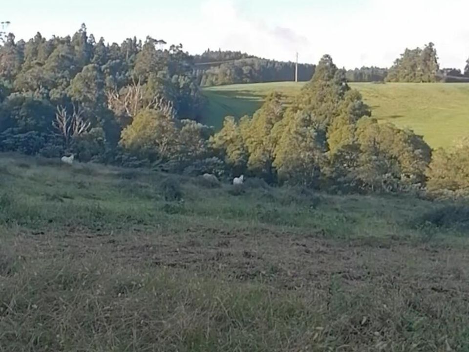 Helårsgrund i Horta, Faial - foto 4