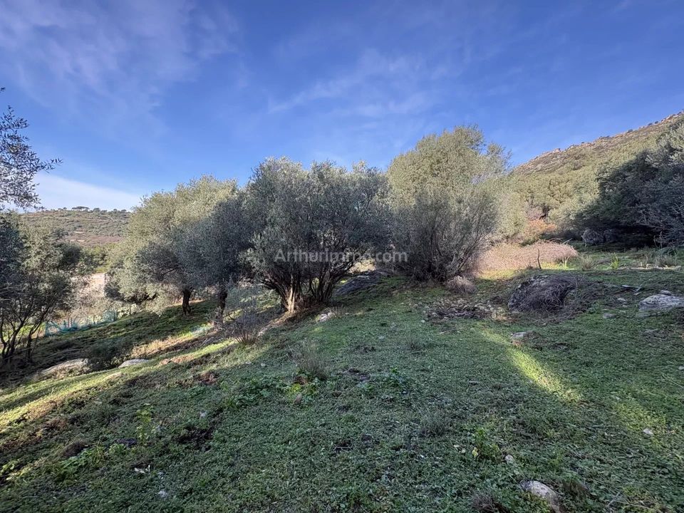 Helårsgrund i Montegrosso, Haute-Corse - foto 3