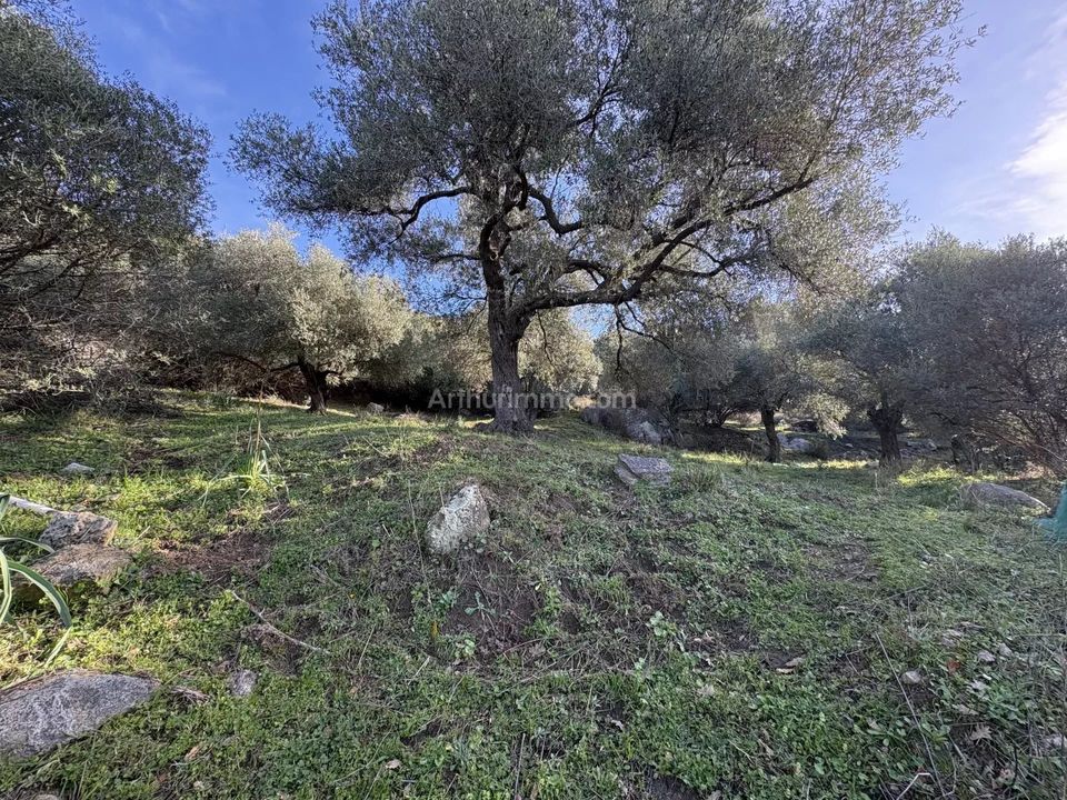 Helårsgrund i Montegrosso, Haute-Corse - foto 4