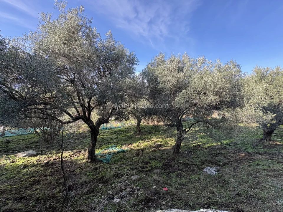Helårsgrund i Montegrosso, Haute-Corse - foto 5