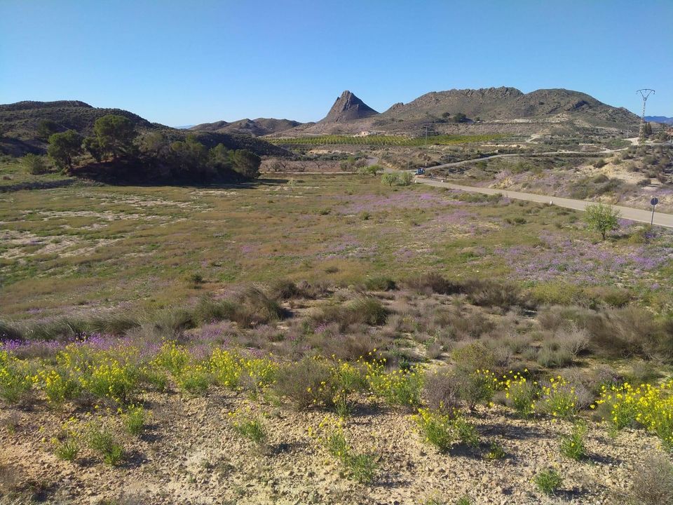 Helårsgrund i Molina De Segura, Murcia - foto 2