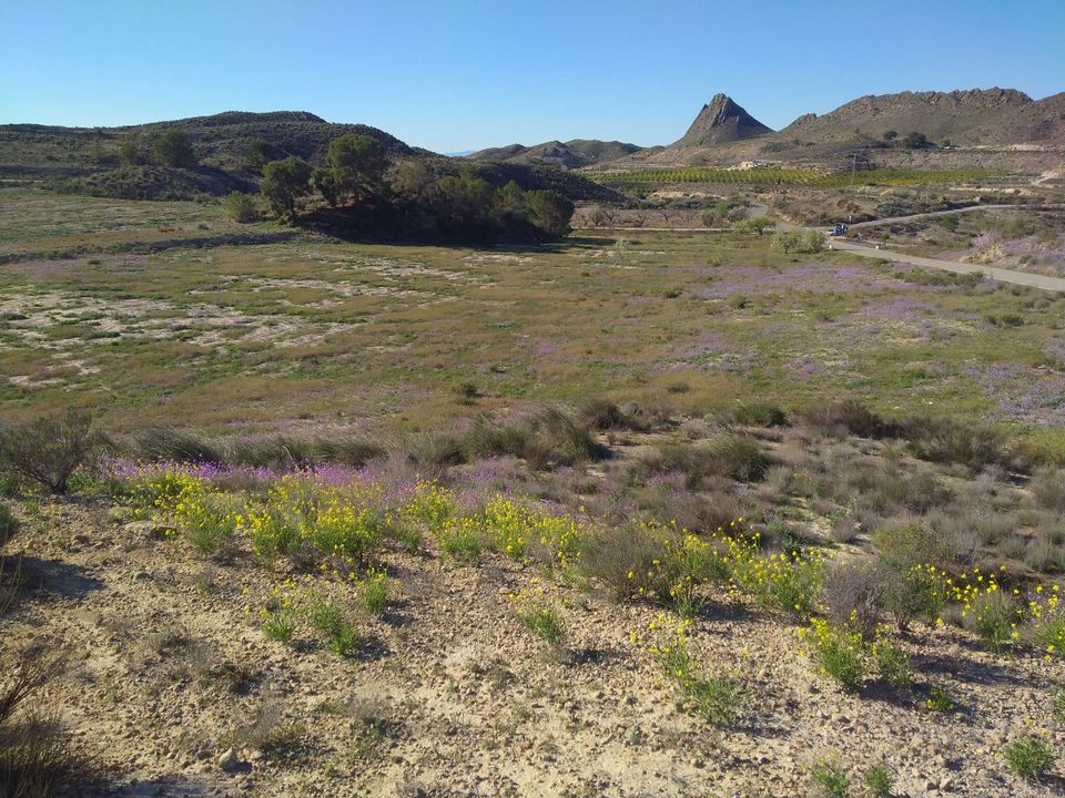 Helårsgrund i Molina De Segura, Murcia - foto 3