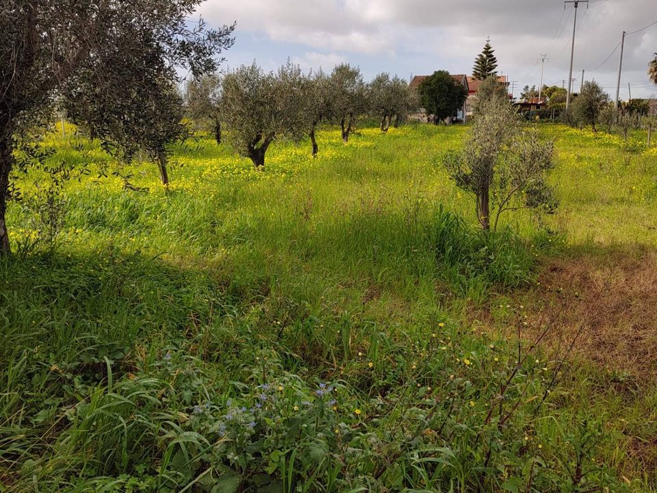 Helårsgrund i Eboli, Salerno - foto 4