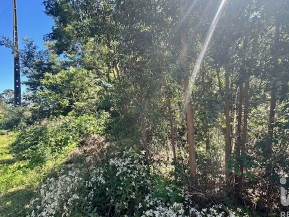 Helårsgrund i Santana, Madeira - foto 3