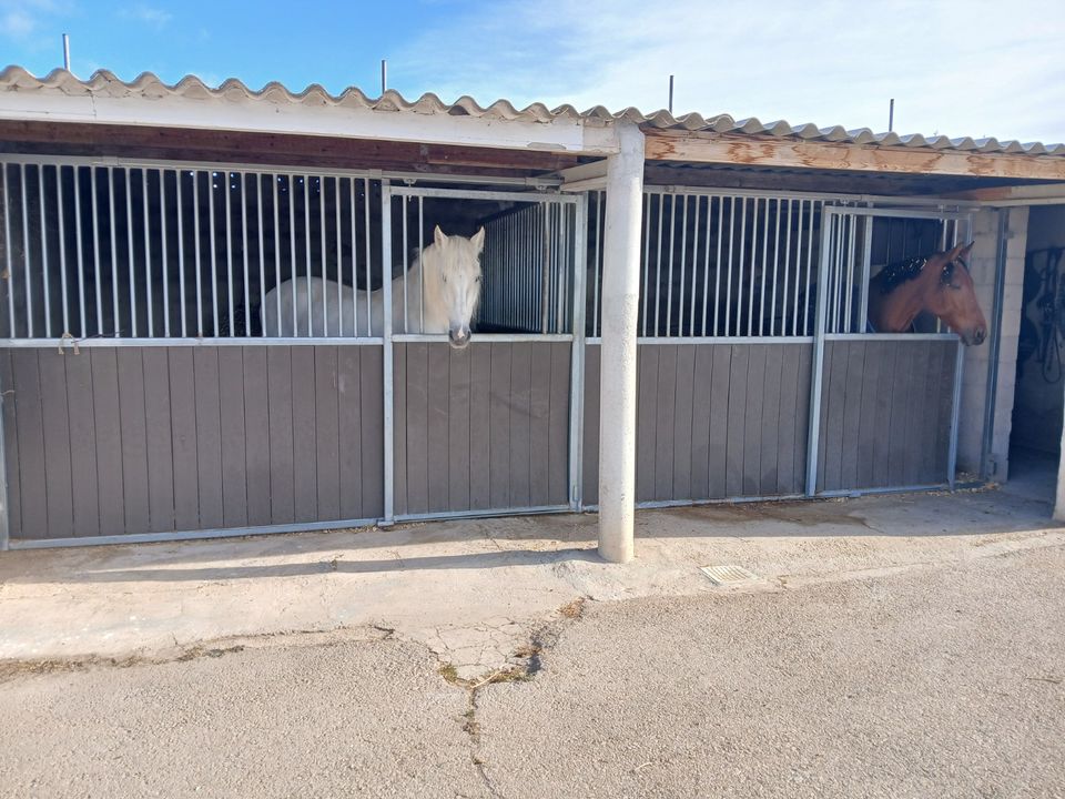 Finca i Monovar, Alicante - foto 3
