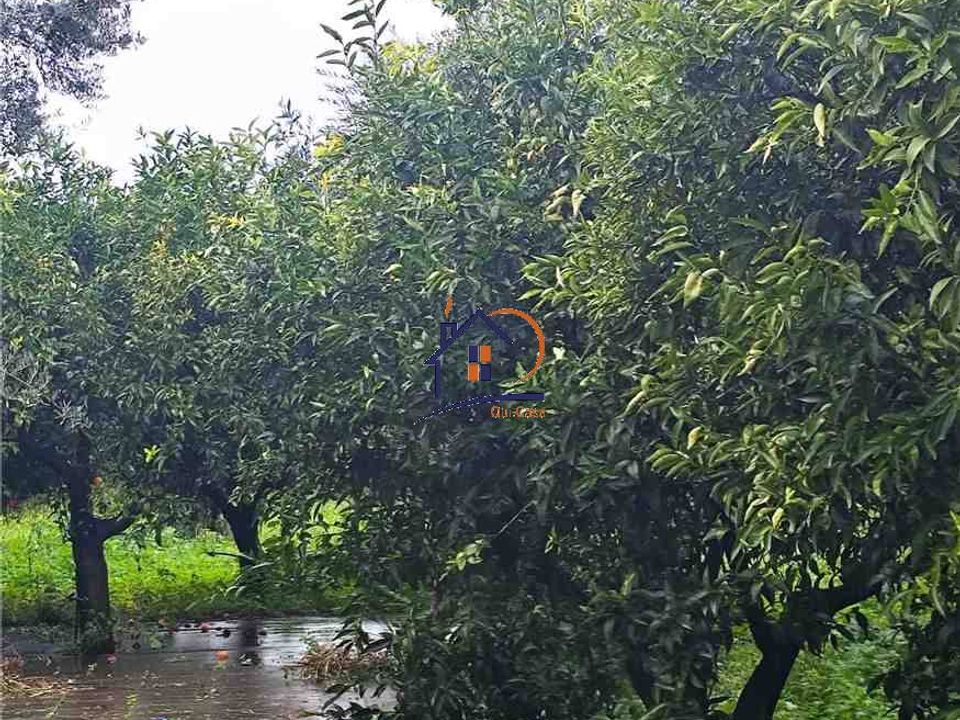 Helårsgrund i Corigliano-Rossano, Cosenza - foto 4