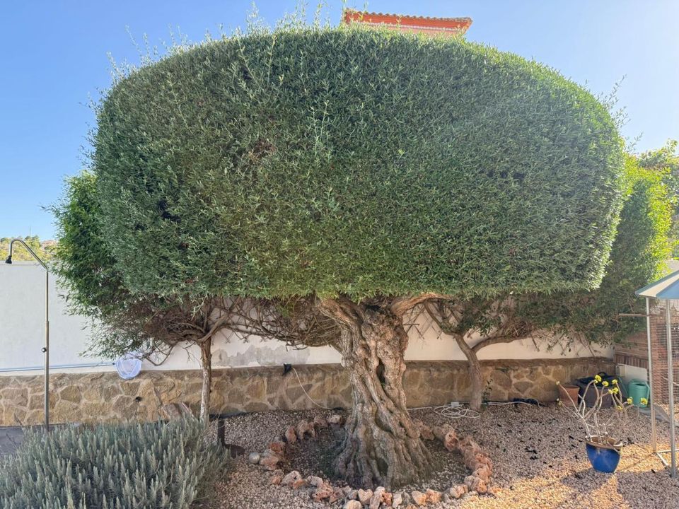 Lejlighed i San Miguel De Salinas, Alicante - foto 4