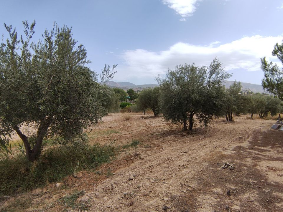 Landejendom i Sax, Alicante - foto 4