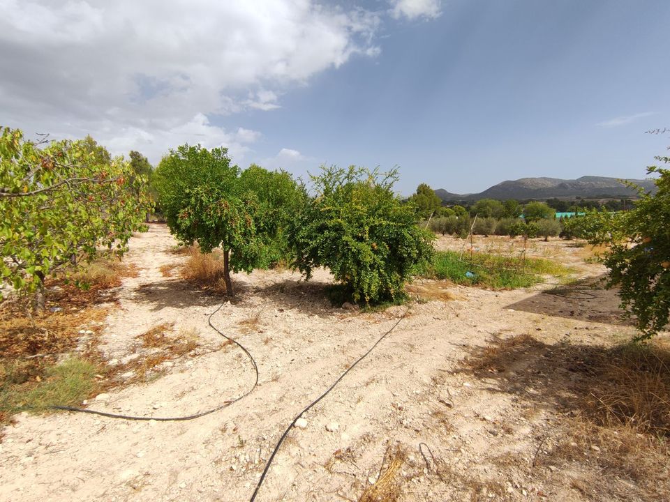 Landejendom i Sax, Alicante - foto 2