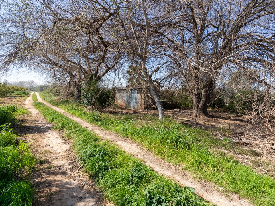 Finca i Tortosa, Tarragona - foto 5