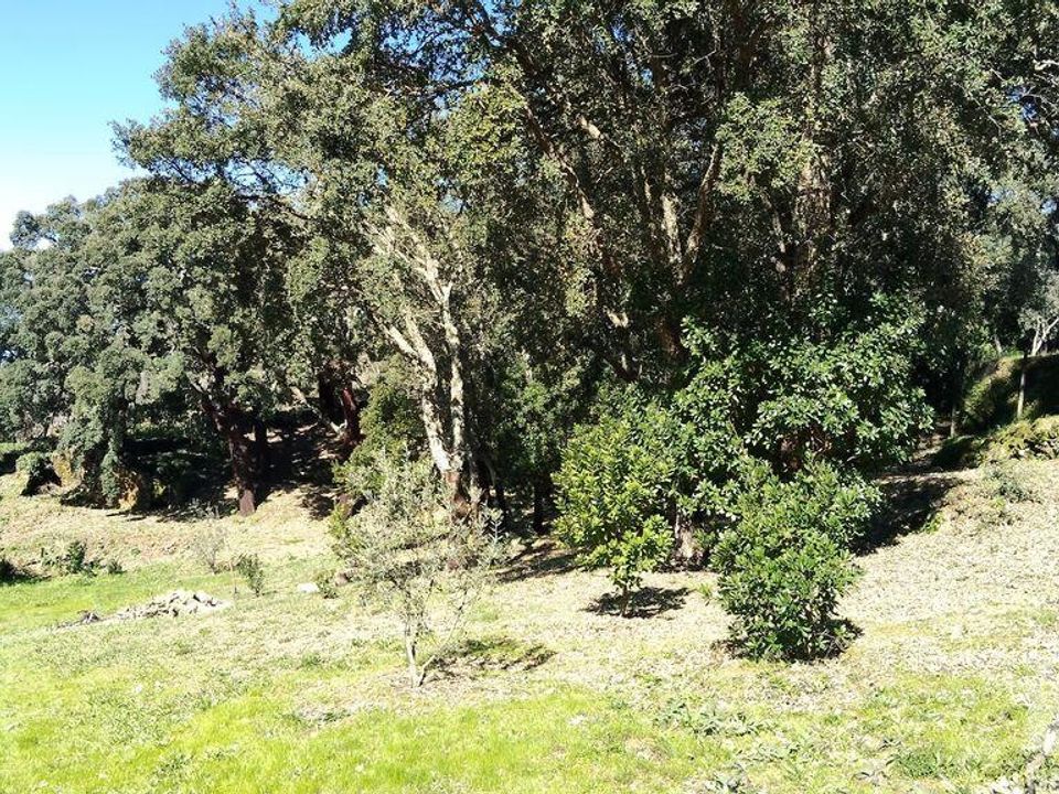 Helårsgrund i Serta, Castelo Branco - foto 4