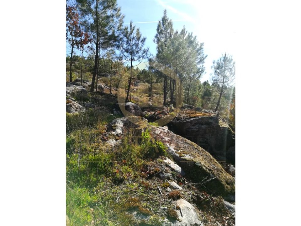 Tomt i Abraveses, Viseu - bilde 1