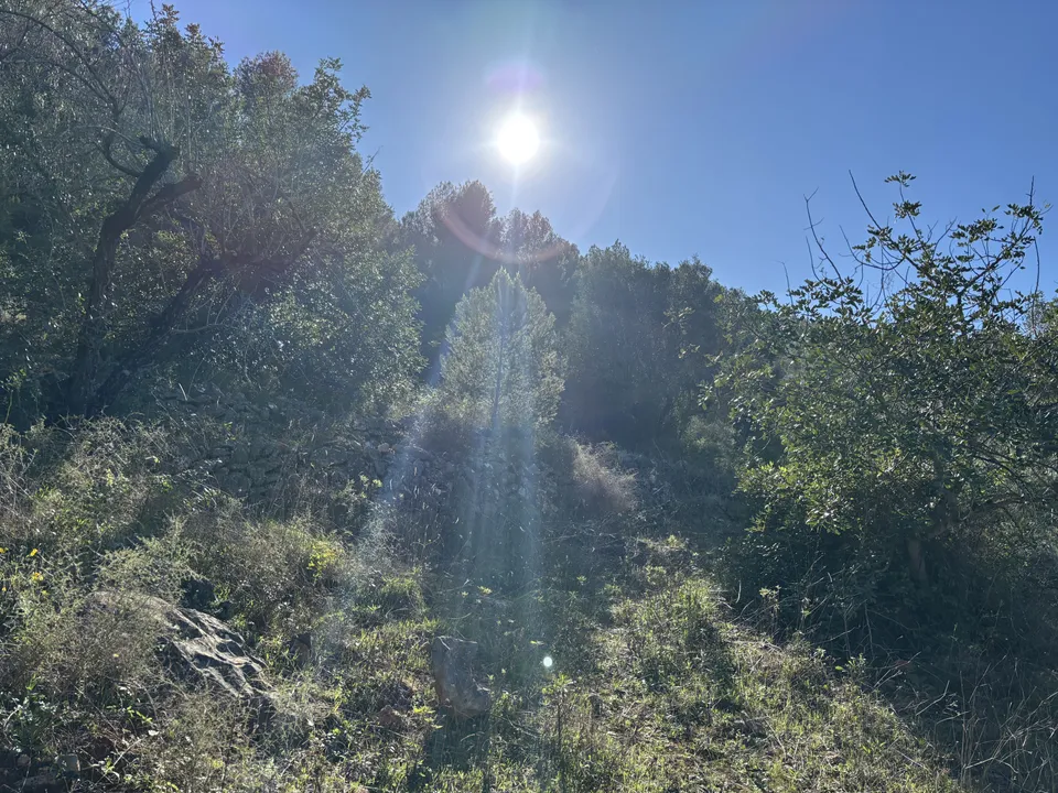 Helårsgrund i Jalon, Alicante - foto 3