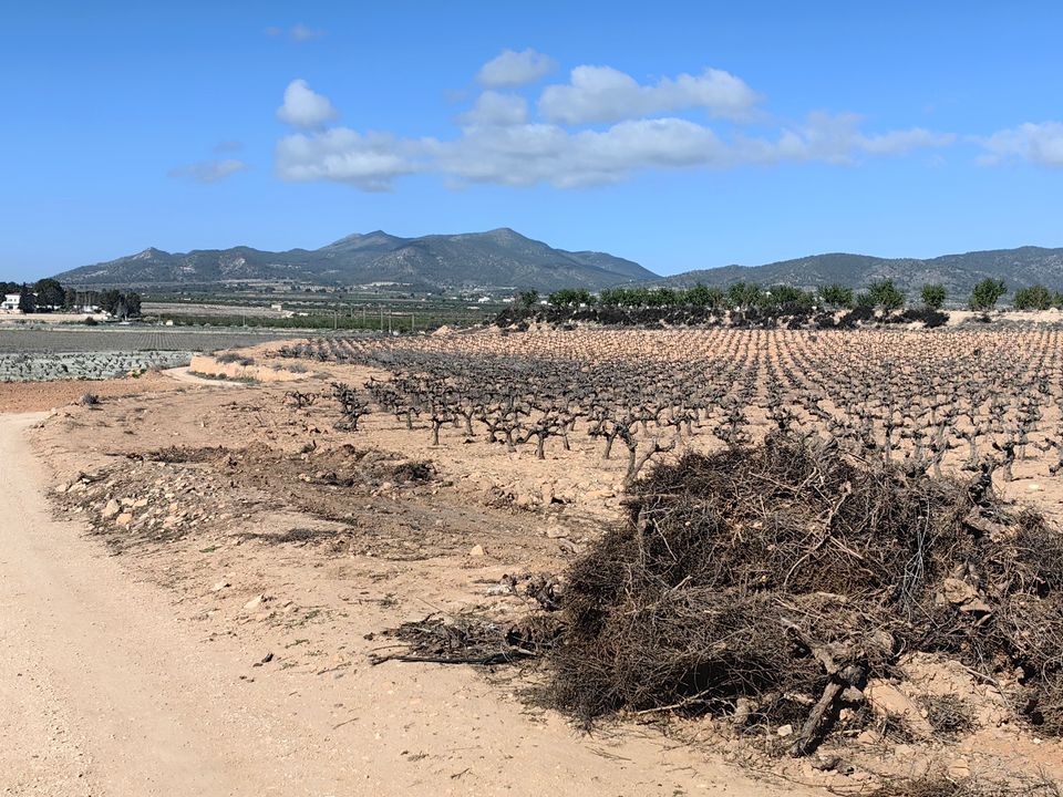 Helårsgrund i Pinoso, Alicante - foto 2