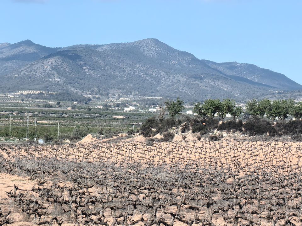 Helårsgrund i Pinoso, Alicante - foto 1