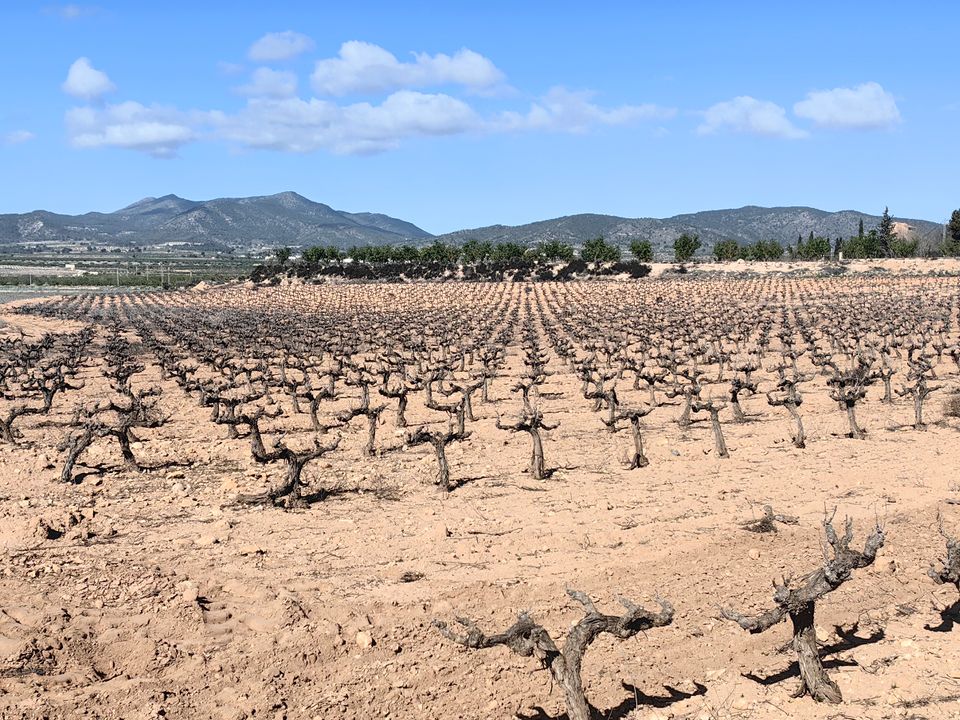 Helårsgrund i Pinoso, Alicante - foto 4