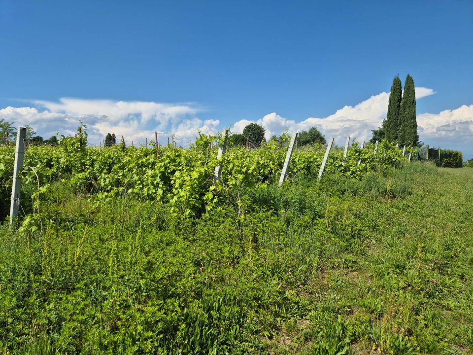 Helårsgrund i Lazise, Verona - foto 5