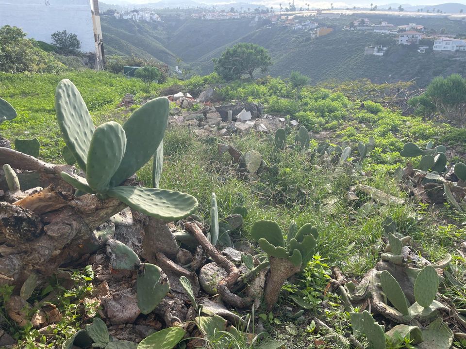 Helårsgrund i Firgas, Gran Canaria - foto 5