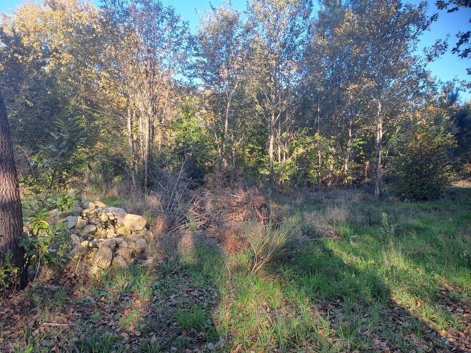 Helårsgrund i Saint-Sauveur, Gironde - foto 3