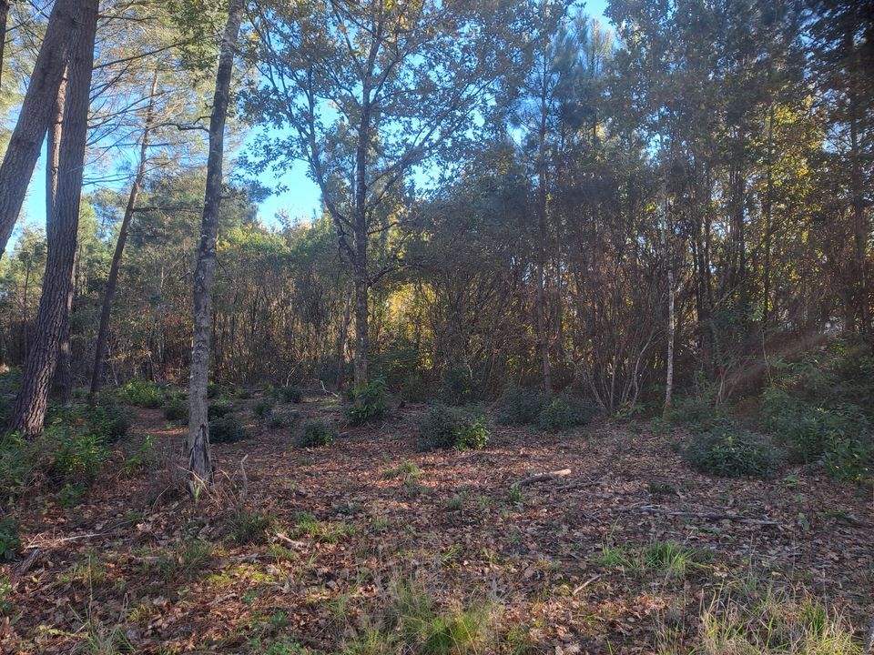 Helårsgrund i Saint-Sauveur, Gironde - foto 4