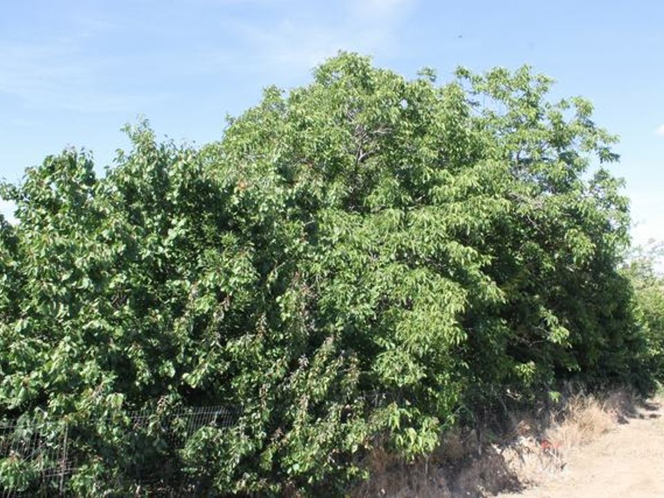 Helårsgrund i Cianciana, Agrigento - foto 4