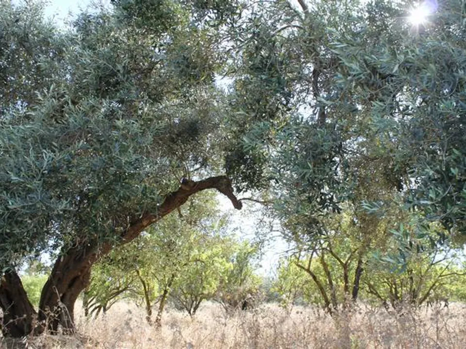 Helårsgrund i Cianciana, Agrigento - foto 2
