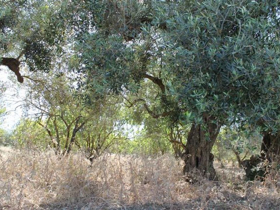 Helårsgrund i Cianciana, Agrigento - foto 5