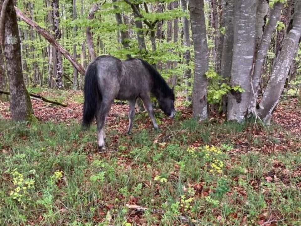 Landejendom i Ventenac, Ariege - foto 4