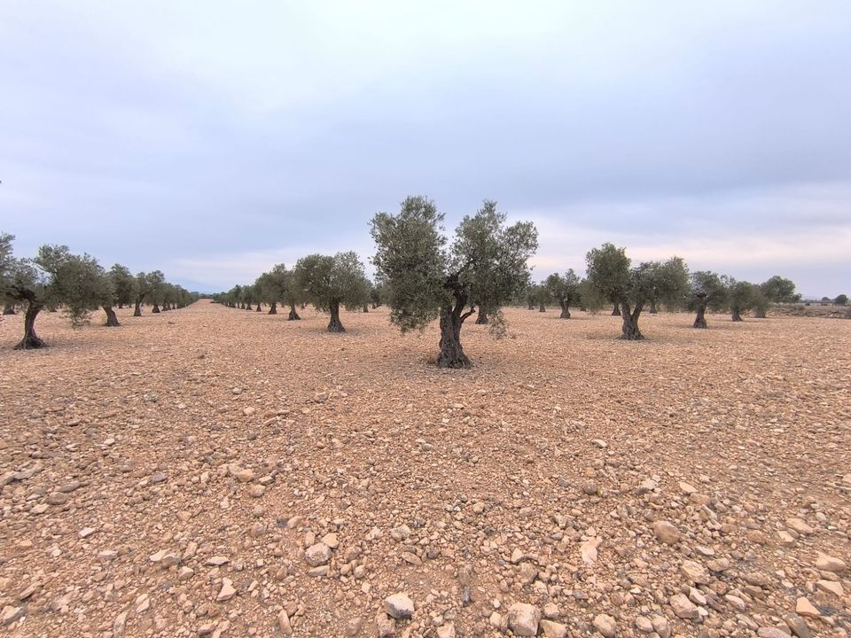 Helårsgrund i Yecla, Murcia - foto 2