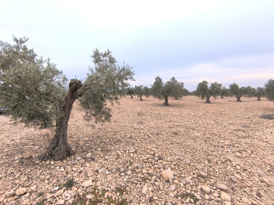 Helårsgrund i Yecla, Murcia - foto 4