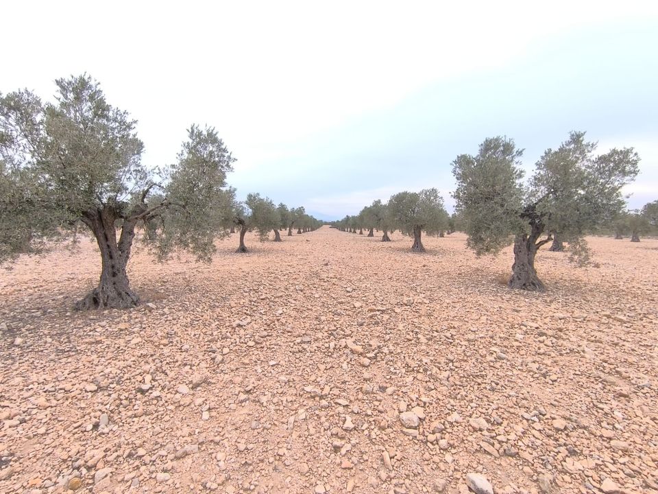 Helårsgrund i Yecla, Murcia - foto 5