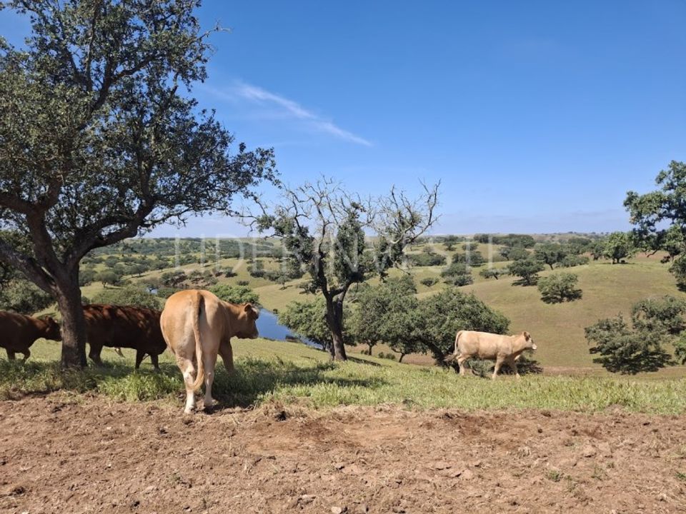 Landejendom i Penedo Gordo, Beja - foto 1