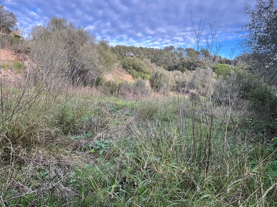 Helårsgrund i Puigpunyent, Mallorca - foto 4